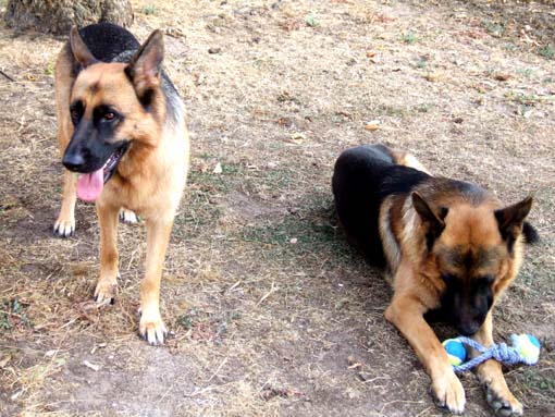 Cani di Padrona Isabella