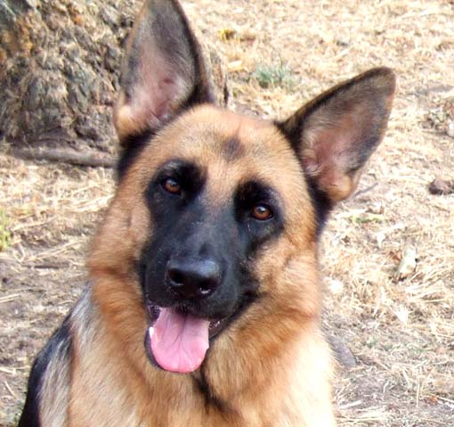 Cani di Padrona Isabella