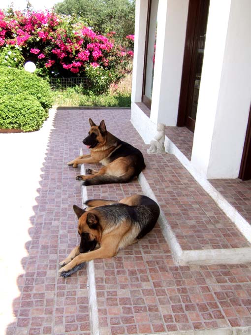 Cani di Padrona Isabella