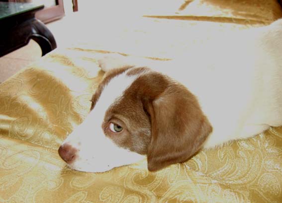 Sandy pimpi cane abbandonato