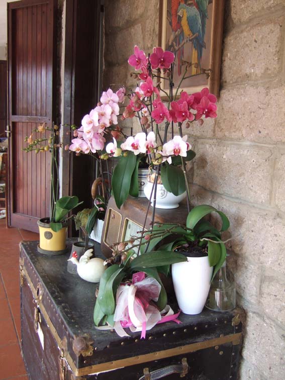 orchidee