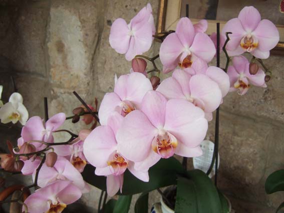 orchidee 2