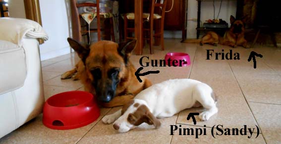 pimpi
